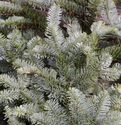 Silbertanne Wiesmoor Nixe 25-30cm - Abies Procera