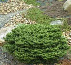 Zwerg Balsam Tanne Piccolo 15-20cm - Abies Balsamea