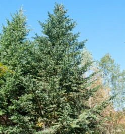 Zwerg Nikko-Tanne Ollie Hardy 25-30cm - Abies Homolepis