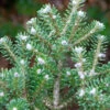 Koreatanne Diskus 40-50cm - Abies Koreacarpa -Gartengrünpflanzen Geschäft Abies koreacarpa Diskus