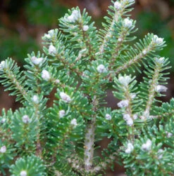 Koreatanne Diskus 40-50cm - Abies Koreacarpa