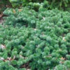 Flache Koreatanne Dark Hill 40-50cm - Abies Koreana -Gartengrünpflanzen Geschäft Abies koreana DarkHill