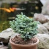 Koreatanne Kohouts Icebreaker 20-25cm - Abies Koreana -Gartengrünpflanzen Geschäft Abies koreana KohoutsIcebreaker