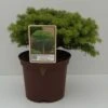 Koreatanne Kristalkugel 20-25cm - Abies Koreana -Gartengrünpflanzen Geschäft Abies koreana Kristalkugel