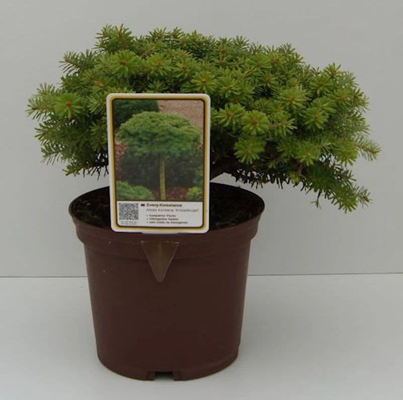 Koreatanne Kristalkugel 20-25cm - Abies Koreana 3 Koreatanne Kristalkugel 20-25cm - Abies Koreana