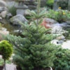 Koreatanne Molli 25-30cm - Abies Koreana -Gartengrünpflanzen Geschäft Abies koreana Molli 1