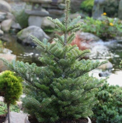 Koreatanne Molli 30-40cm - Abies Koreana