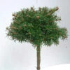 Hochstamm Koreatanne Nadelkissen 40-60cm - Abies Koreana -Gartengrünpflanzen Geschäft Abies koreana Nadelkissen
