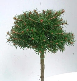 Hochstamm Koreatanne Nadelkissen 40-60cm - Abies Koreana