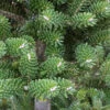Grüne Zwerg Koreatanne Tordis 40-50cm - Abies Koreana -Gartengrünpflanzen Geschäft Abies koreana Tordis