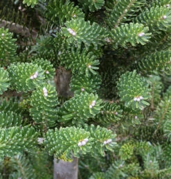 Grüne Zwerg Koreatanne Tordis 40-50cm - Abies Koreana