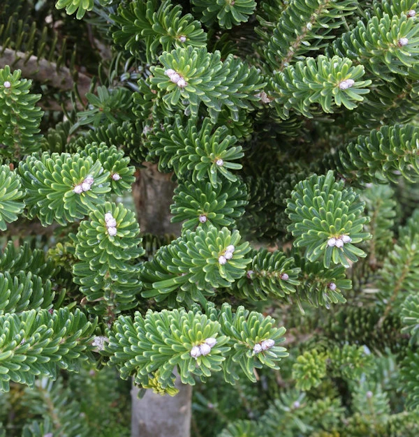 Grüne Zwerg Koreatanne Tordis 40-50cm - Abies Koreana 3 Grüne Zwerg Koreatanne Tordis 40-50cm - Abies Koreana