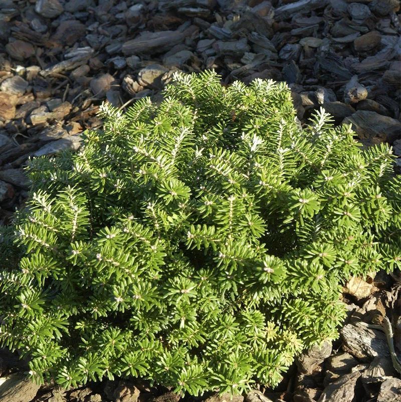 Zwerg Koreatanne Cis 20-25cm - Abies Koreana 3 Zwerg Koreatanne Cis 20-25cm - Abies Koreana