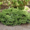 Zwerg Koreatanne 15-20cm - Abies Koreana