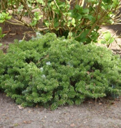 Zwerg Koreatanne 15-20cm - Abies Koreana