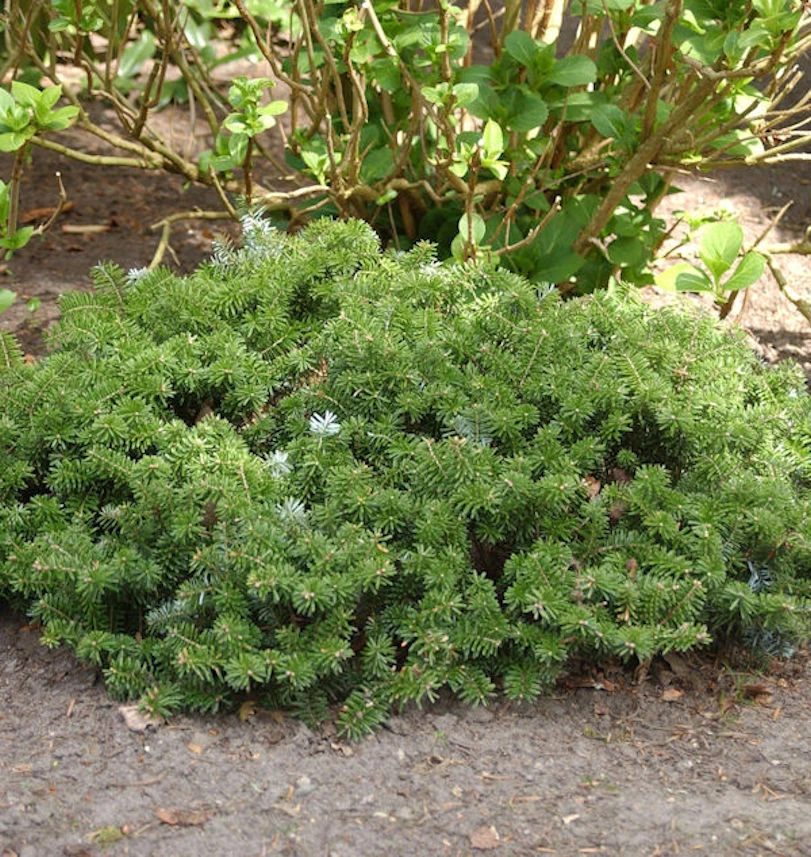 Zwerg Koreatanne 15-20cm - Abies Koreana 3 Zwerg Koreatanne 15-20cm - Abies Koreana