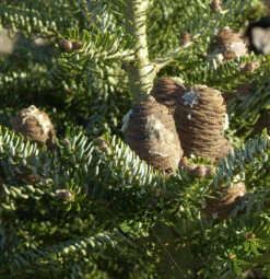 Koreatanne Silberlocke 40-50cm - Abies Koreana