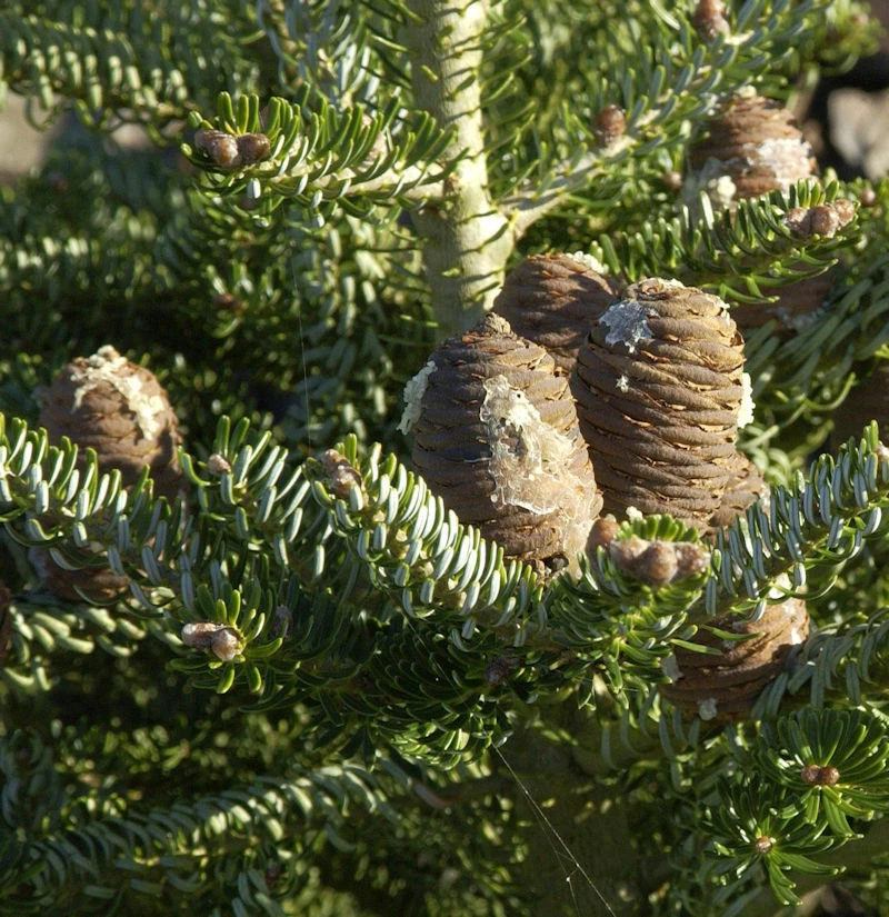 Koreatanne Silberlocke 30-40cm - Abies Koreana 3 Koreatanne Silberlocke 30-40cm - Abies Koreana