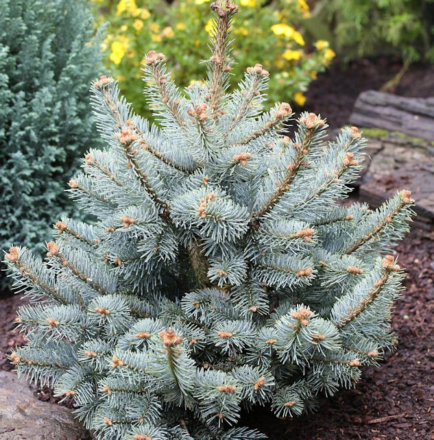 Zwergkorktanne Compacta 50-60cm - Abies Lasiocarpa 3 Zwergkorktanne Compacta 50-60cm - Abies Lasiocarpa