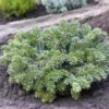 Zwerg Nordmannstanne Starkers Dwarf 40-50cm - Abies Nordmanniana -Gartengrünpflanzen Geschäft Abies nordmanniana Starkers Dwarf