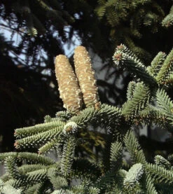 Blaue Spanische Tanne Kelleriis 60-70cm - Abies Pinsapo