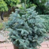 Kompakte Silbertanne Obrighoven 70-80cm - Abies Procera -Gartengrünpflanzen Geschäft Abies procera Obrighoven