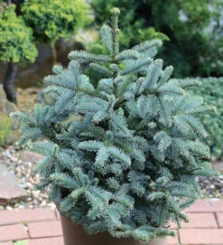 Kompakte Silbertanne Obrighoven 70-80cm - Abies Procera
