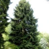 Nordmannstanne 100-125cm - Abies Nordmanniana -Gartengrünpflanzen Geschäft Abiesnordmanniana