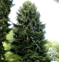 Nordmannstanne 100-125cm - Abies Nordmanniana