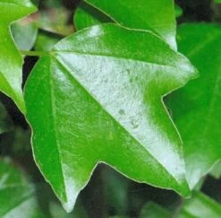 Burgenahorn 60-80cm - Acer Buergerianum