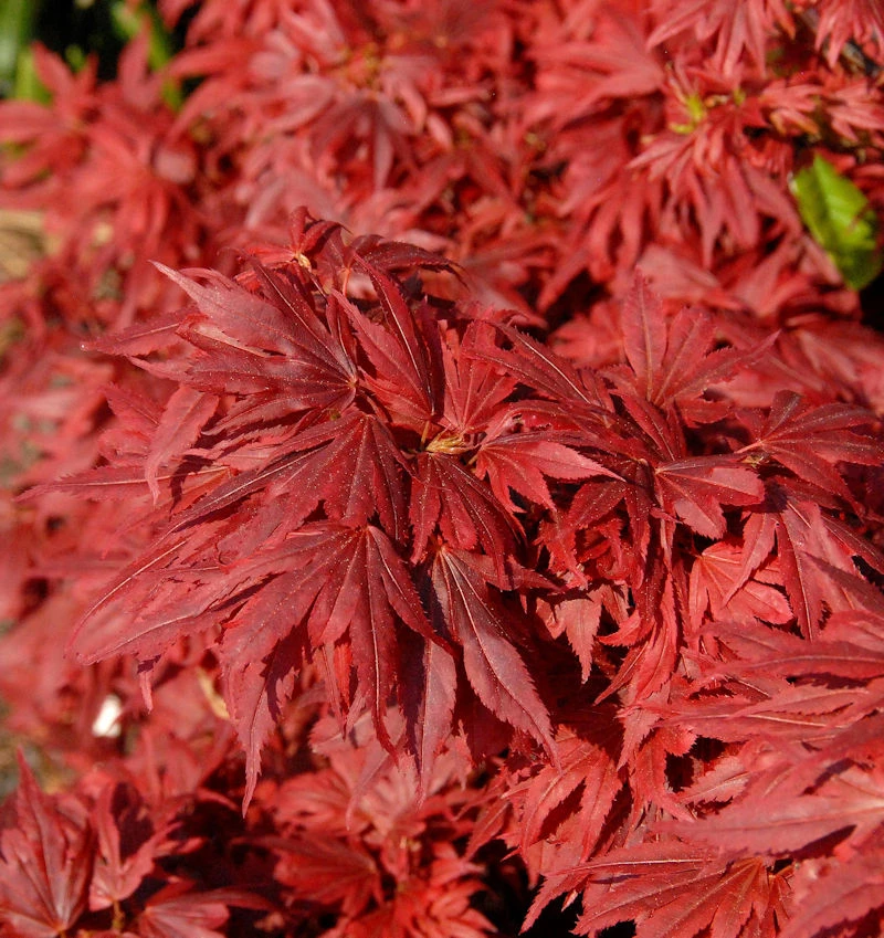 Hochstamm Fächerahorn Aratama 60-80cm - Acer Buergerianum 3 Hochstamm Fächerahorn Aratama 60-80cm - Acer Buergerianum