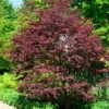 Fächerahorn Brands Dwarf 40-60cm - Acer Palmatum -Gartengrünpflanzen Geschäft Acer palmatum BrandsDwarf