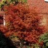 Rotaustreibender Fächerahorn Deshojo 80-100cm - Acer Palmatum -Gartengrünpflanzen Geschäft Acer palmatum Deshojo