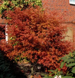 Rotaustreibender Fächerahorn Deshojo 80-100cm - Acer Palmatum