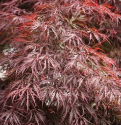 Hochstamm Dunkelroter Schlitz Ahorn Garnet 100-125cm - Acer Palmatum