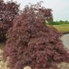 Fächerahorn Inaba Shidare 50-60cm - Acer Palmatum -Gartengrünpflanzen Geschäft Acer palmatum Inaba shidare 1 1 1