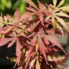 Fächerahorn Jerre Schwartz 80-100cm - Acer Palmatum -Gartengrünpflanzen Geschäft Acer palmatum JerreSchwartz