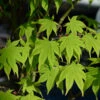 Hochstamm Japanischer Schlitzahorn Limelight 40-60cm - Acer Palmatum -Gartengrünpflanzen Geschäft Acer palmatum Limelight