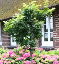 Hochstamm Fächerahorn Mikawa Yatsubusa 30-40cm - Acer Palmatum