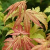 Fächerahorn Orange Dream 40-60cm - Acer Palmatum -Gartengrünpflanzen Geschäft Acer palmatum OrangeDream