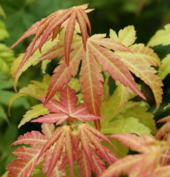 Fächerahorn Orange Dream 40-60cm - Acer Palmatum