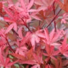 Hochstamm Zwergahorn Shaina 60-80cm - Acer Palmatum -Gartengrünpflanzen Geschäft Acer palmatum Shaina 1
