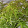 Fächerahorn Sharps Pygmy 30-40cm - Acer Palmatum -Gartengrünpflanzen Geschäft Acer palmatum Sharp Pygmy 1