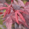 Roter Fächerahorn Bloodgood 80-100cm - Acer Palmatum -Gartengrünpflanzen Geschäft Acer palmatumBloodgood 1