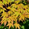 Fächerahorn Osakazuki 100-125cm - Acer Palmatum -Gartengrünpflanzen Geschäft Acer palmatumOsakazuki 1