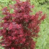 Zwergahorn Shaina 80-100cm - Acer Palmatum -Gartengrünpflanzen Geschäft Acer palmatumShaina