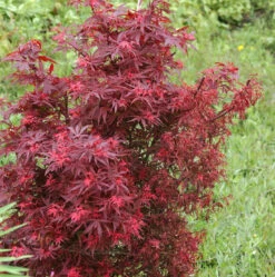Zwergahorn Shaina 80-100cm - Acer Palmatum