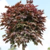 Hochstamm Säulen Blut Ahorn 125-150cm - Acer Platanoides -Gartengrünpflanzen Geschäft Acer platanoides Crimson Sentry Stamnm