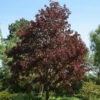 Blutahorn Faassens Black 125-150cm - Acer Platanoides 2 Blutahorn Faassens Black 125-150cm - Acer Platanoides -Gartengrünpflanzen Geschäft Acer platanoides Faassens Black