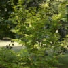 Koreanischer Fächer Ahorn Arctic Jade 100-125cm - Acer Pseudosieboldianum 2 Koreanischer Fächer Ahorn Arctic Jade 100-125cm - Acer Pseudosieboldianum -Gartengrünpflanzen Geschäft Acer pseudosieboldianum Arctic Jade
